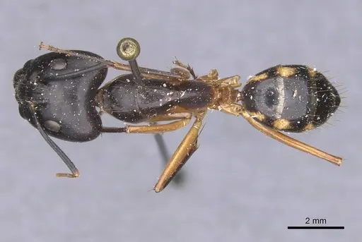 Camponotus maculatus specimen CASENT0911995 image casent0911995_1