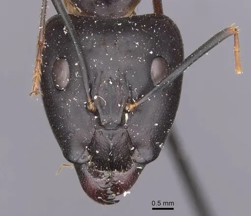 Camponotus maculatus specimen CASENT0911995 image casent0911995_2