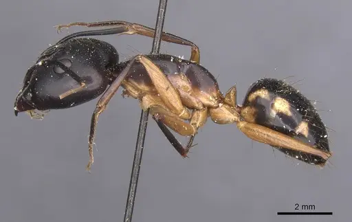 Camponotus maculatus specimen CASENT0911995 image casent0911995_3