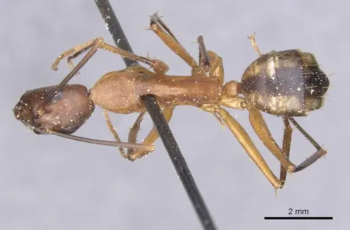 Camponotus maculatus specimen CASENT0911996 image casent0911996_1