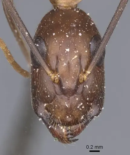 Camponotus maculatus specimen CASENT0911996 image casent0911996_2