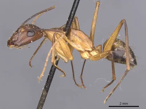 Camponotus maculatus specimen CASENT0911996 image casent0911996_3