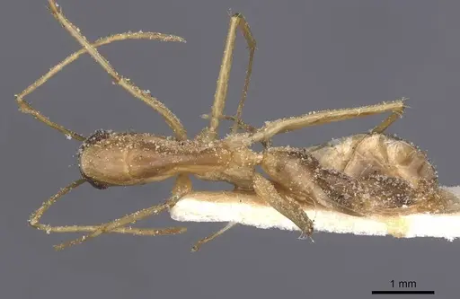 Camponotus maculatus specimen CASENT0911997 image casent0911997_1