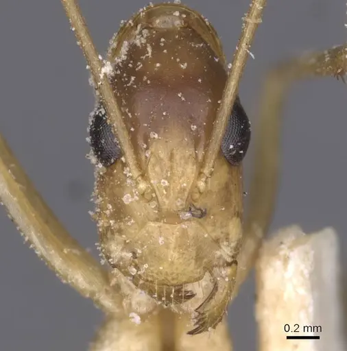 Camponotus maculatus specimen CASENT0911997 image casent0911997_2