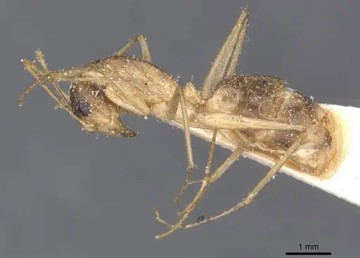 Camponotus maculatus specimen CASENT0911997 image casent0911997_3