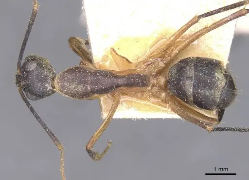 Camponotus maculatus specimen CASENT0911998 image casent0911998_1