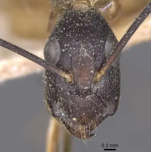 Camponotus maculatus specimen CASENT0911998 image casent0911998_2