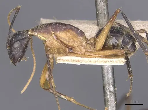 Camponotus maculatus specimen CASENT0911998 image casent0911998_3
