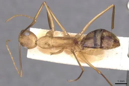 Camponotus maculatus specimen CASENT0913695 image casent0913695_1
