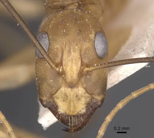 Camponotus maculatus specimen CASENT0913695 image casent0913695_2