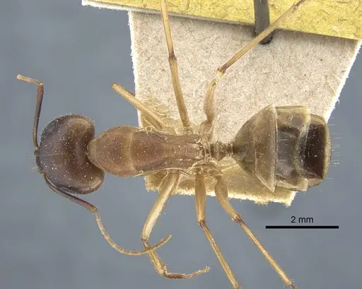 Camponotus maculatus specimen CASENT0917147 image casent0917147_1