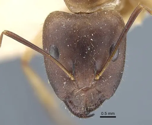 Camponotus maculatus specimen CASENT0917147 image casent0917147_2