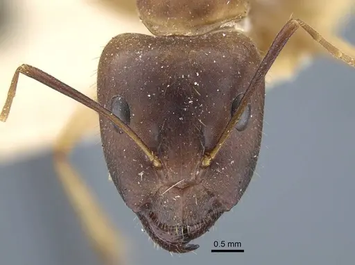 Camponotus maculatus specimen CASENT0917147 image casent0917147_3
