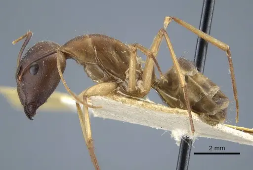 Camponotus maculatus specimen CASENT0917147 image casent0917147_4