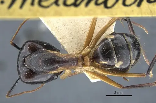 Camponotus maculatus specimen CASENT0917148 image casent0917148_1
