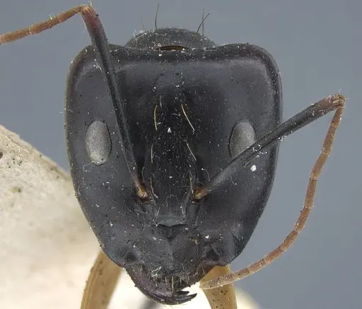 Camponotus maculatus specimen CASENT0917148 image casent0917148_2