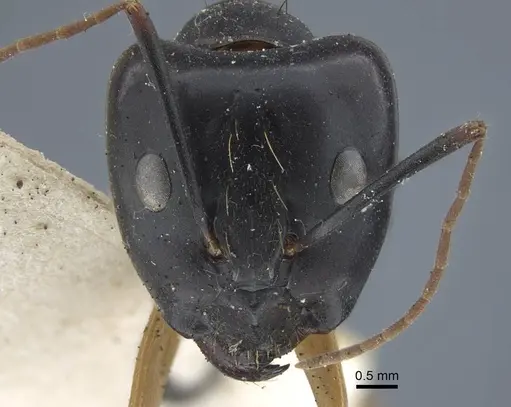 Camponotus maculatus specimen CASENT0917148 image casent0917148_3
