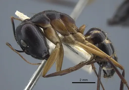Camponotus maculatus specimen CASENT0917148 image casent0917148_4