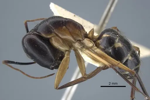 Camponotus maculatus specimen CASENT0917148 image casent0917148_5