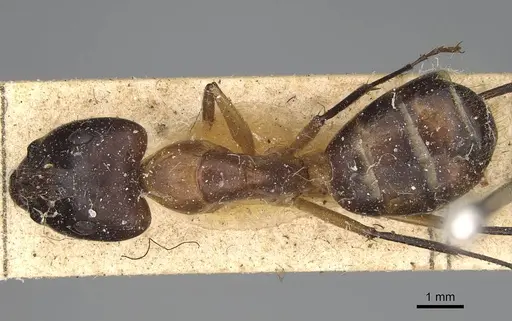 Camponotus maculatus specimen CASENT0922413 image casent0922413_1
