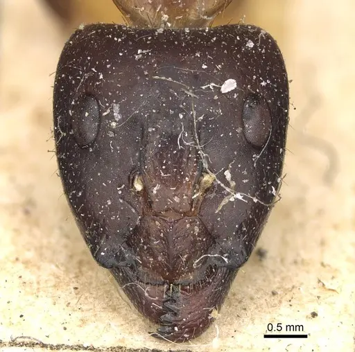 Camponotus maculatus specimen CASENT0922413 image casent0922413_2