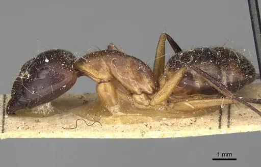 Camponotus maculatus specimen CASENT0922413 image casent0922413_3