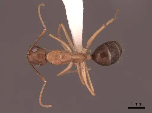 Camponotus maculatus specimen FMNHINS0000065575 image fmnhins0000065575_1
