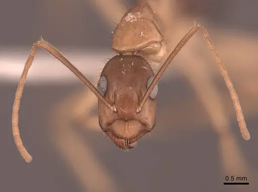 Camponotus maculatus specimen FMNHINS0000065575 image fmnhins0000065575_2