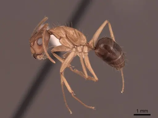 Camponotus maculatus specimen FMNHINS0000065575 image fmnhins0000065575_3