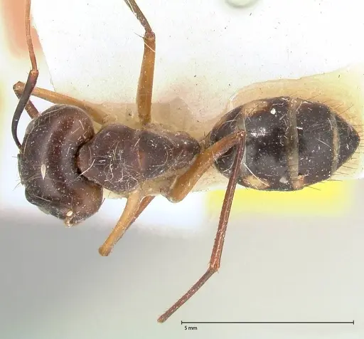 Camponotus maculatus specimen FOCOL0560 image focol0560_1