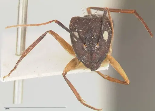 Camponotus maculatus specimen FOCOL0560 image focol0560_2