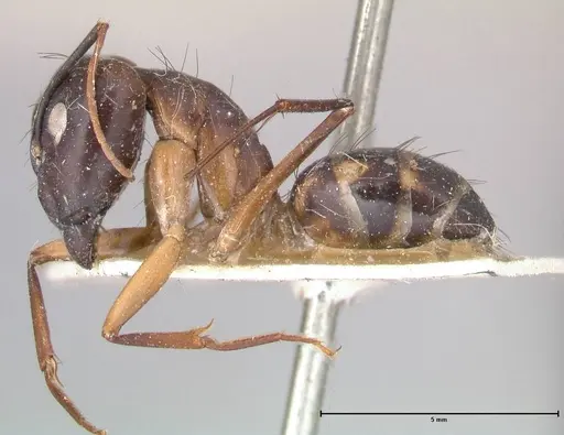 Camponotus maculatus specimen FOCOL0560 image focol0560_3