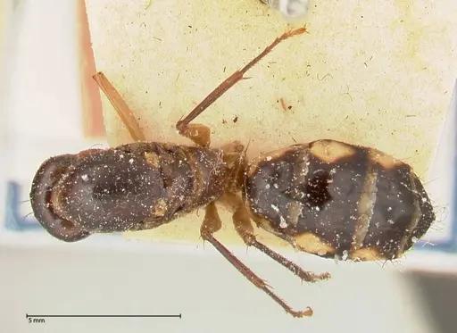 Camponotus maculatus specimen FOCOL0561 image focol0561_1