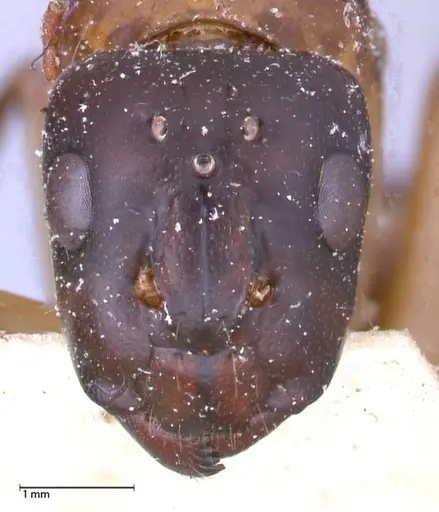 Camponotus maculatus specimen FOCOL0561 image focol0561_2