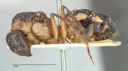 Camponotus maculatus specimen FOCOL0561 image focol0561_3