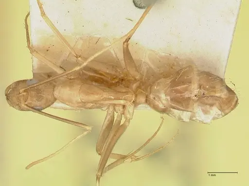 Camponotus maculatus specimen FOCOL2330 image focol2330_1