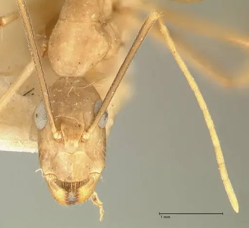 Camponotus maculatus specimen FOCOL2330 image focol2330_2