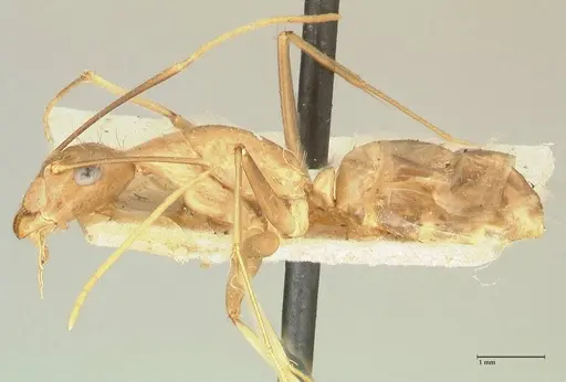 Camponotus maculatus specimen FOCOL2330 image focol2330_3