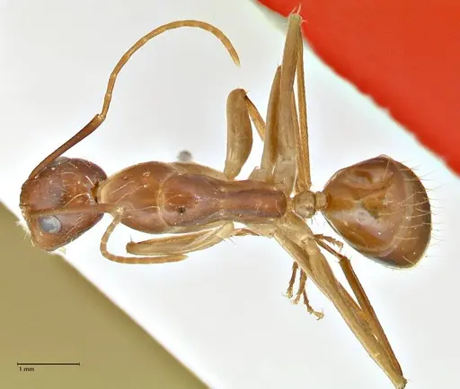 Camponotus maculatus specimen FOCOL2361 image focol2361_1