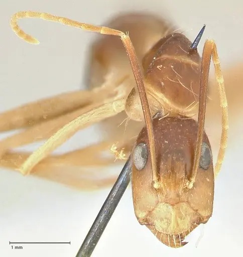 Camponotus maculatus specimen FOCOL2361 image focol2361_2