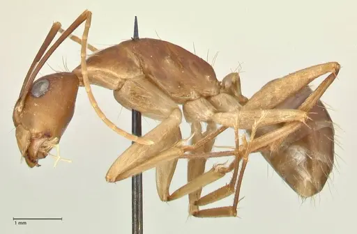Camponotus maculatus specimen FOCOL2361 image focol2361_3