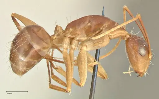 Camponotus maculatus specimen FOCOL2361 image focol2361_4