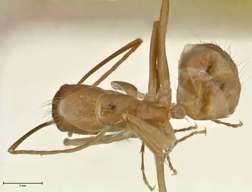 Camponotus maculatus specimen FOCOL2362 image focol2362_1