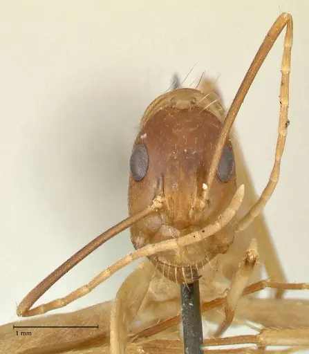 Camponotus maculatus specimen FOCOL2362 image focol2362_2
