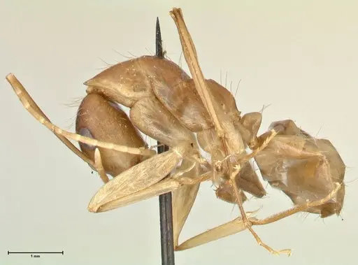 Camponotus maculatus specimen FOCOL2362 image focol2362_3