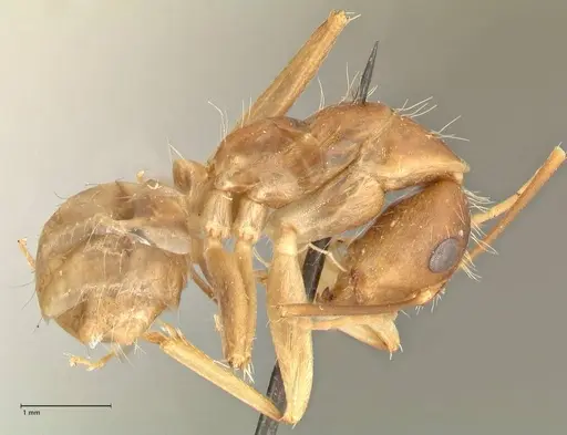 Camponotus maculatus specimen FOCOL2362 image focol2362_4