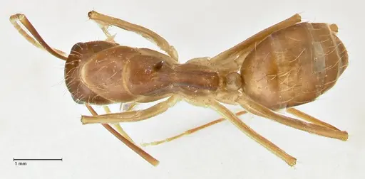 Camponotus maculatus specimen FOCOL2363 image focol2363_1