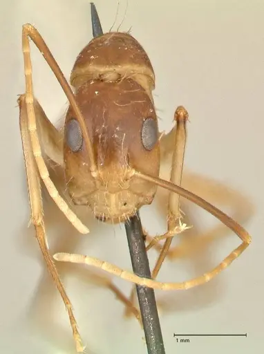 Camponotus maculatus specimen FOCOL2363 image focol2363_2
