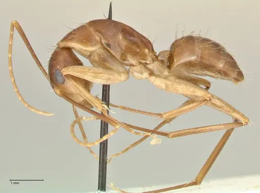 Camponotus maculatus specimen FOCOL2363 image focol2363_3