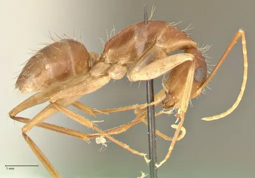 Camponotus maculatus specimen FOCOL2363 image focol2363_4